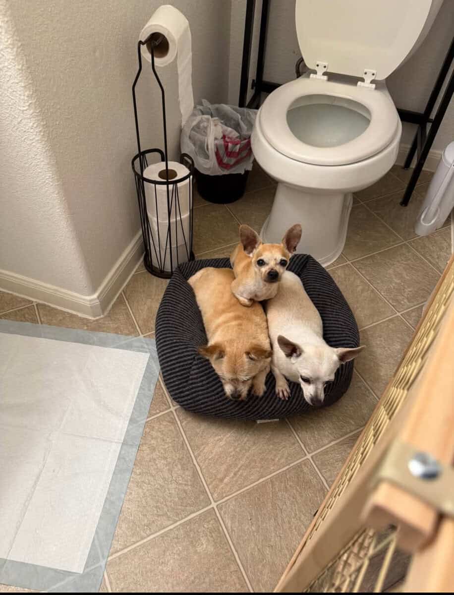 Rehoming my 3 beautiful dogs image 1