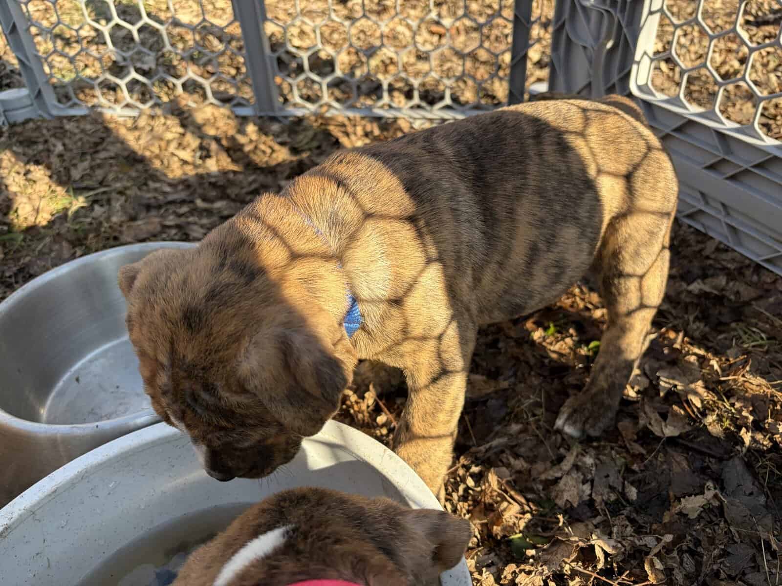 Olde English bulldog puppies image 2