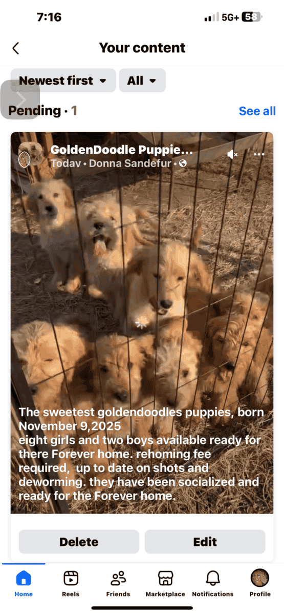 Goldendoodle puppies image 1
