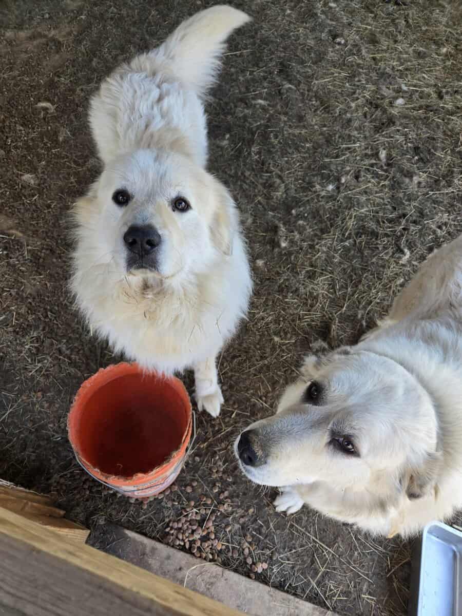 Two Great Pyranees dogs for free. image 1
