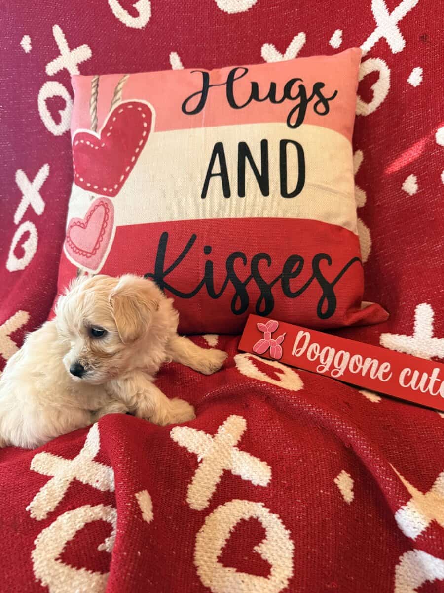Puppies image 9