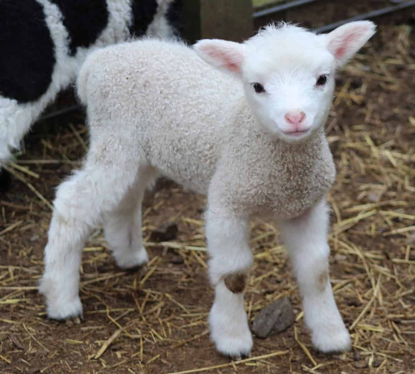 Baby Sheep image 3