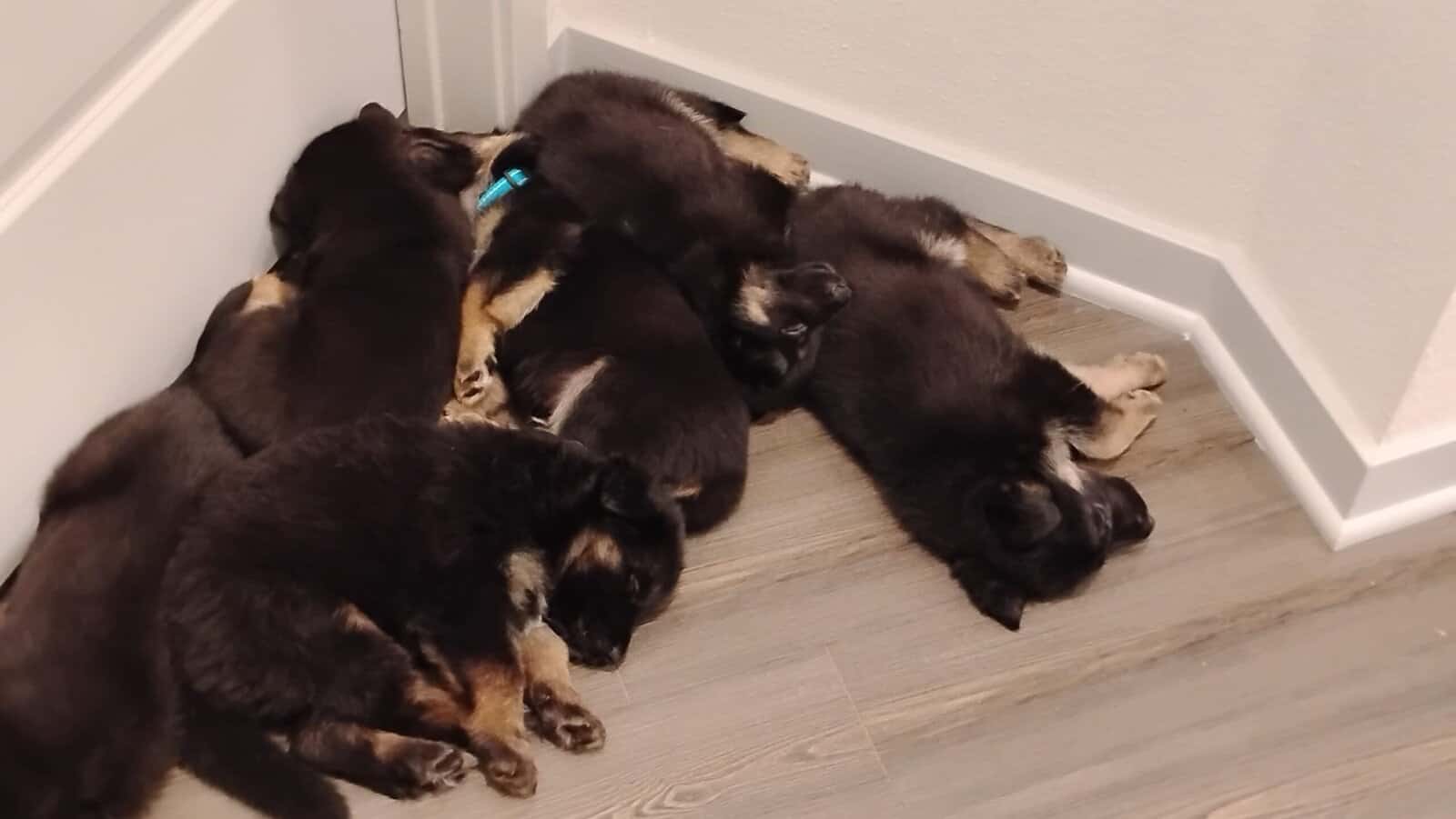 German shepherd puppies . Almost ready. 700. image 7