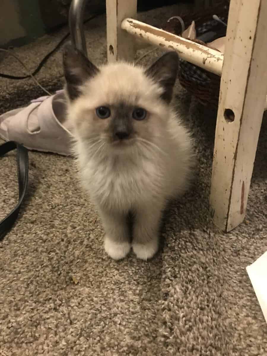 Siamese kitten snowshoes 8 weeks image 2
