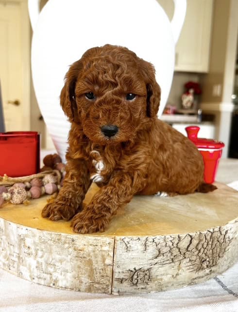 Adorable Micro f1bb Goldendoodle puppies! image 2