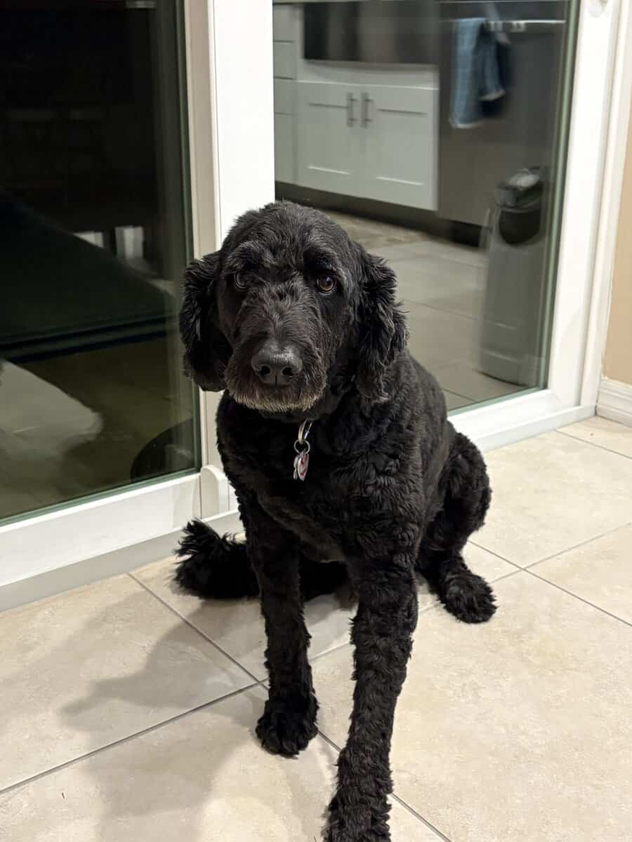 Loving GoldenDoodle looking for new home image 2