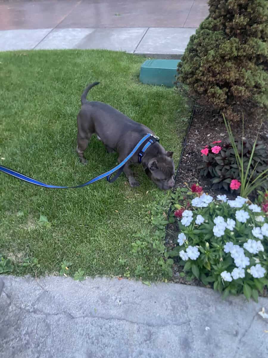 Purebred American Bully in need of a loving HOME! image 2