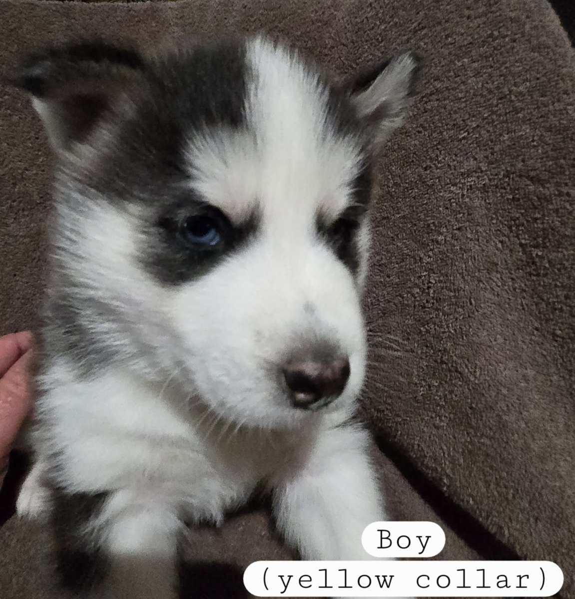 Siberian Husky Puppies image 6