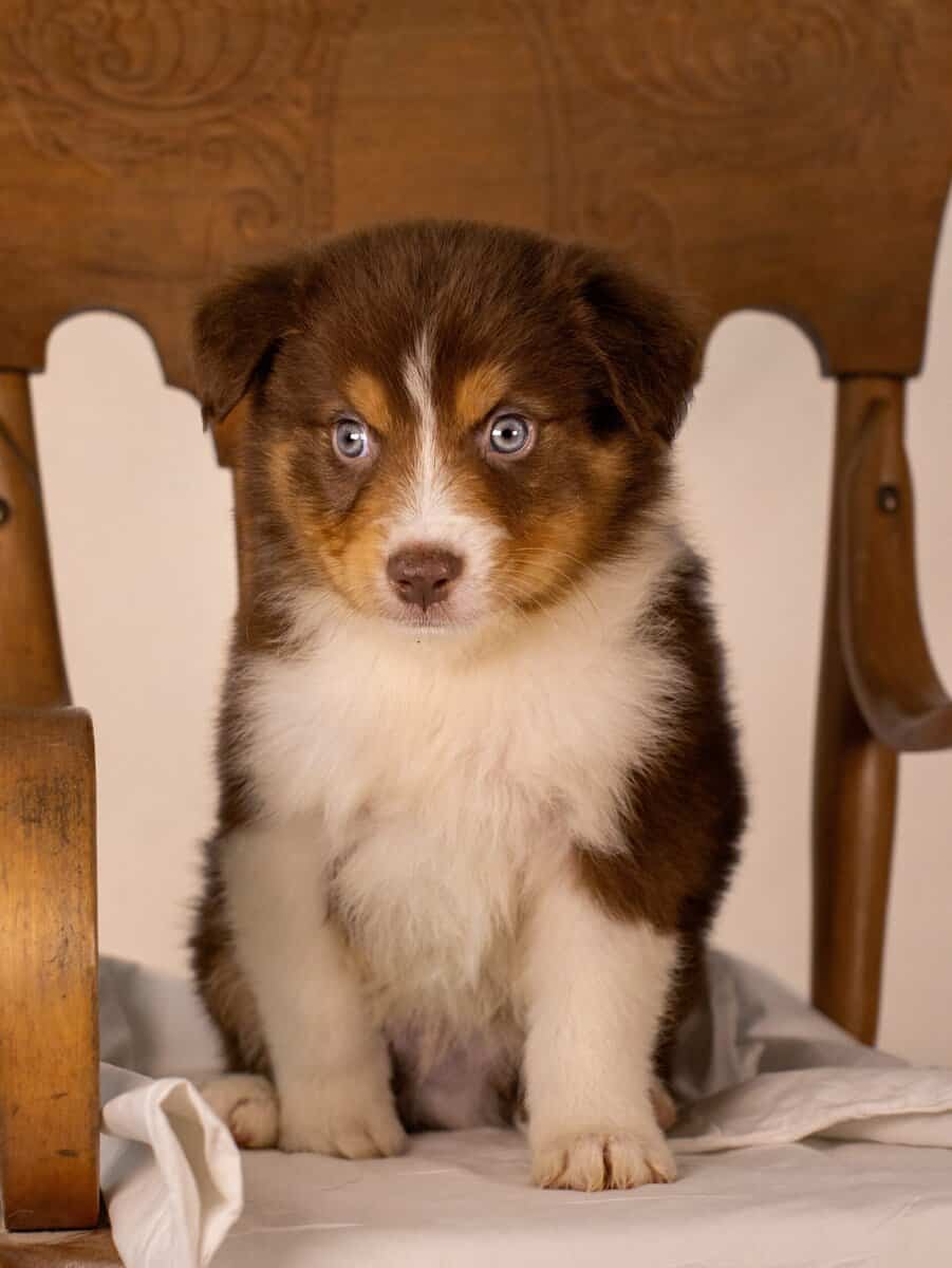 Red Tri Male image 3