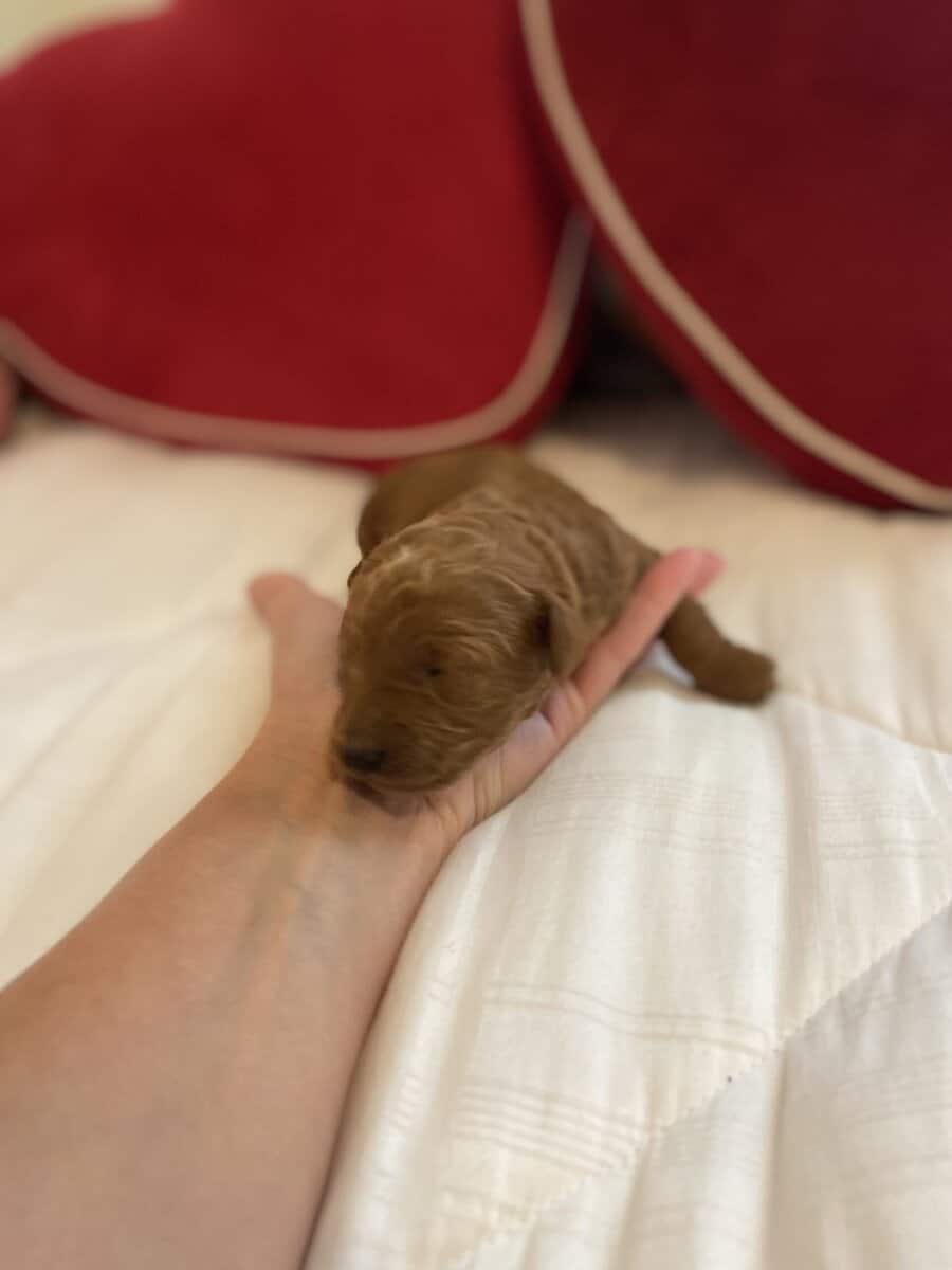 Have to be miniature, goldendoodle puppies image 4