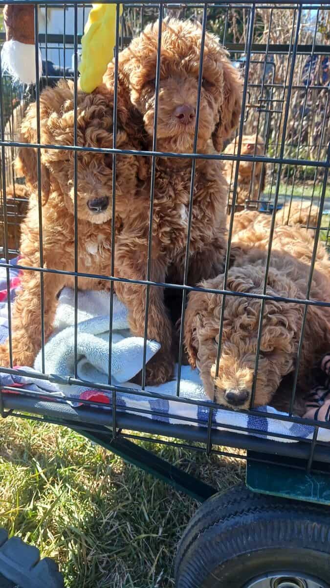 Goldendoodle Puppies for sale image 1