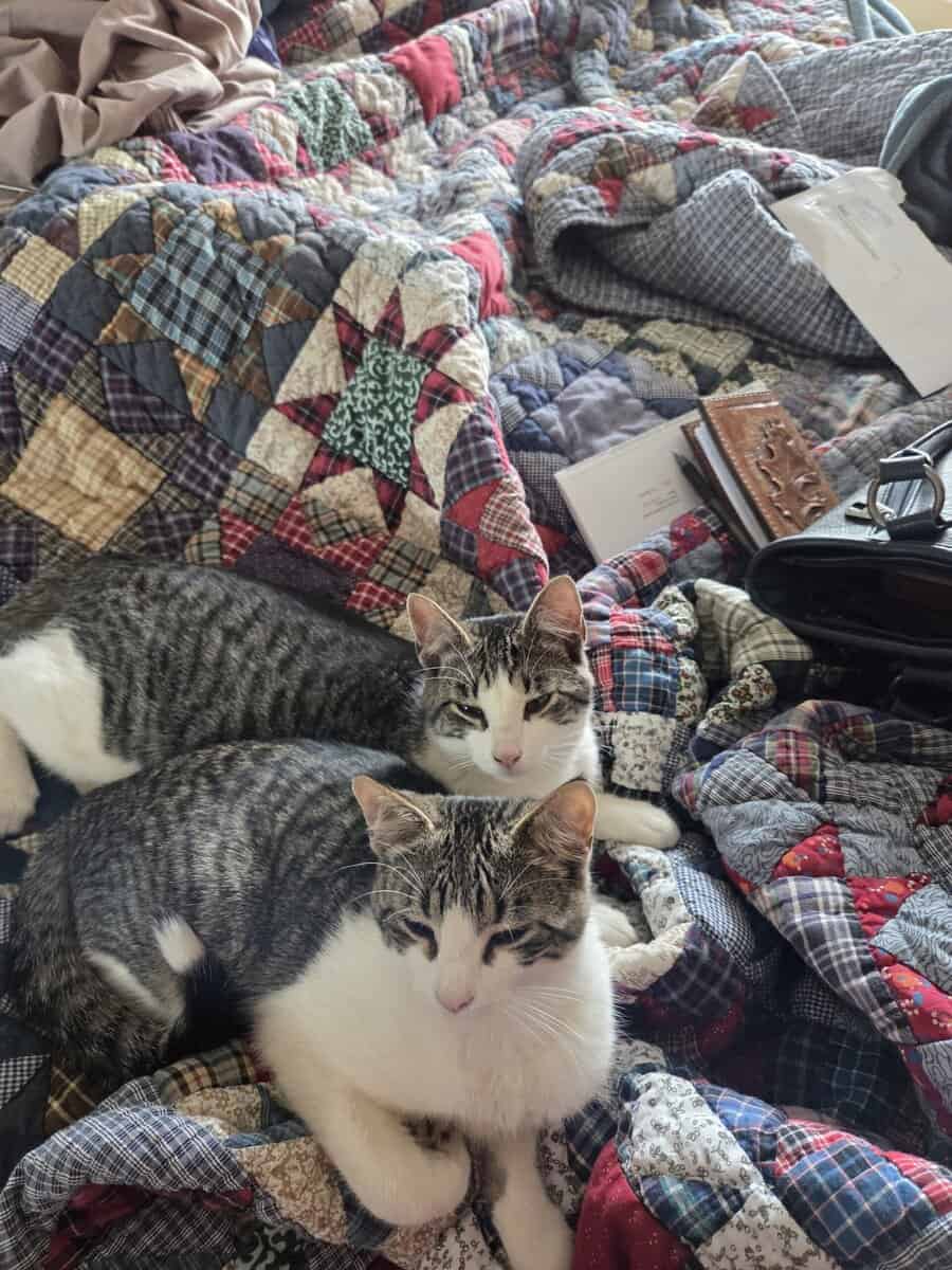 Free kittens to loving homes. image 4