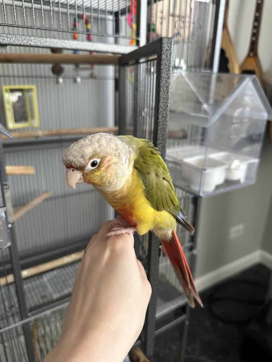 Conure Bird for Sale, cage included image 2
