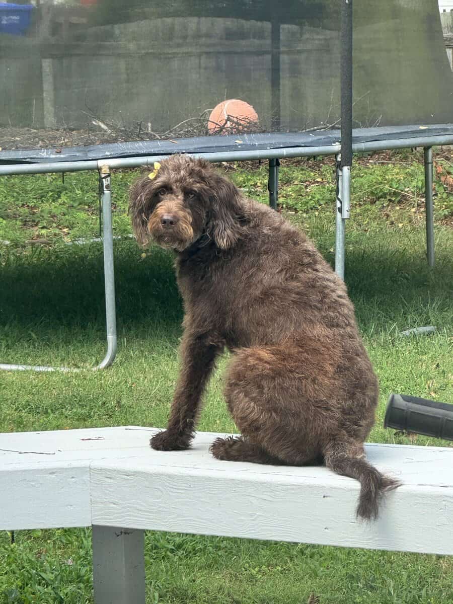 Coco, labradoodle, 2 years old image 3