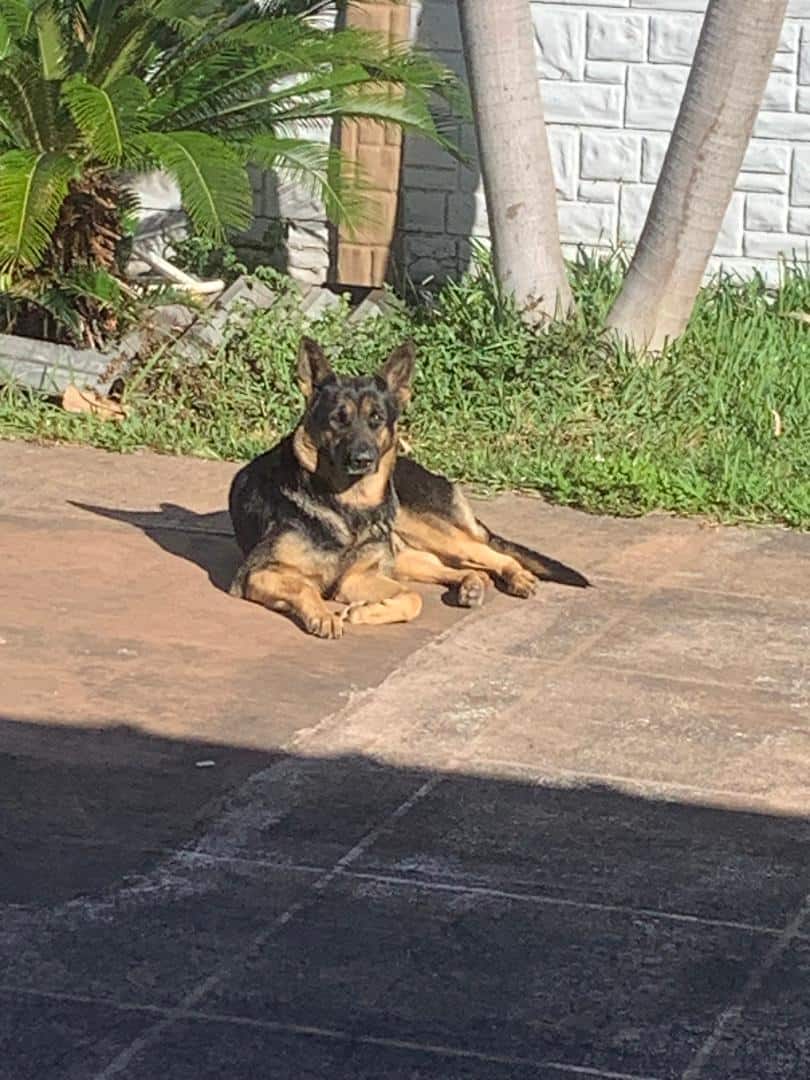 German Shepherd Puppies coming soon image 1
