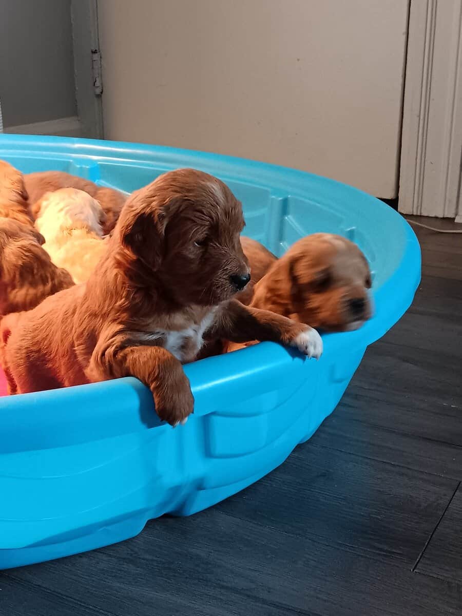 Hello, i have mini golden doodle labradoodles image 1