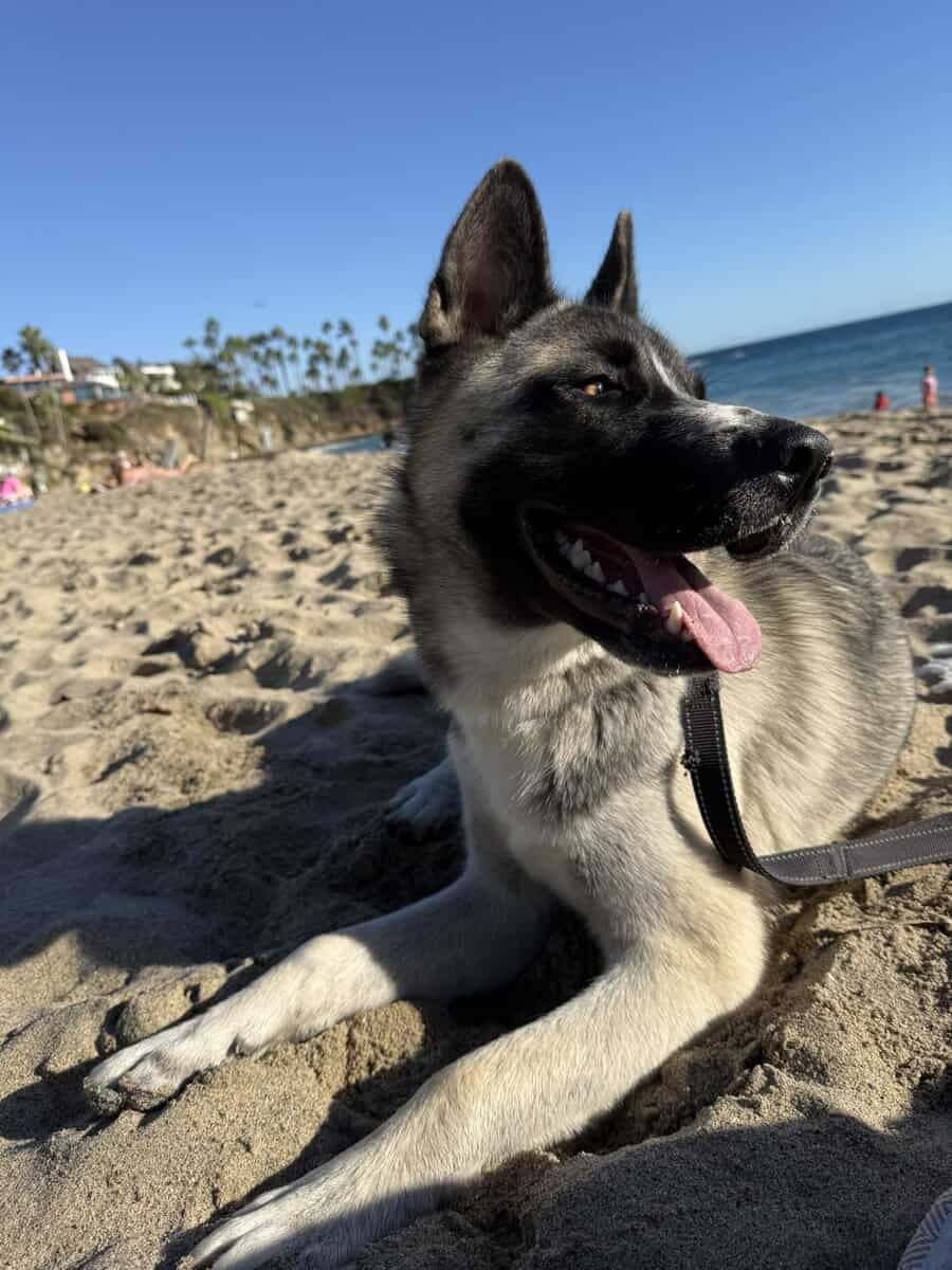 Husky Akita Mix image 2