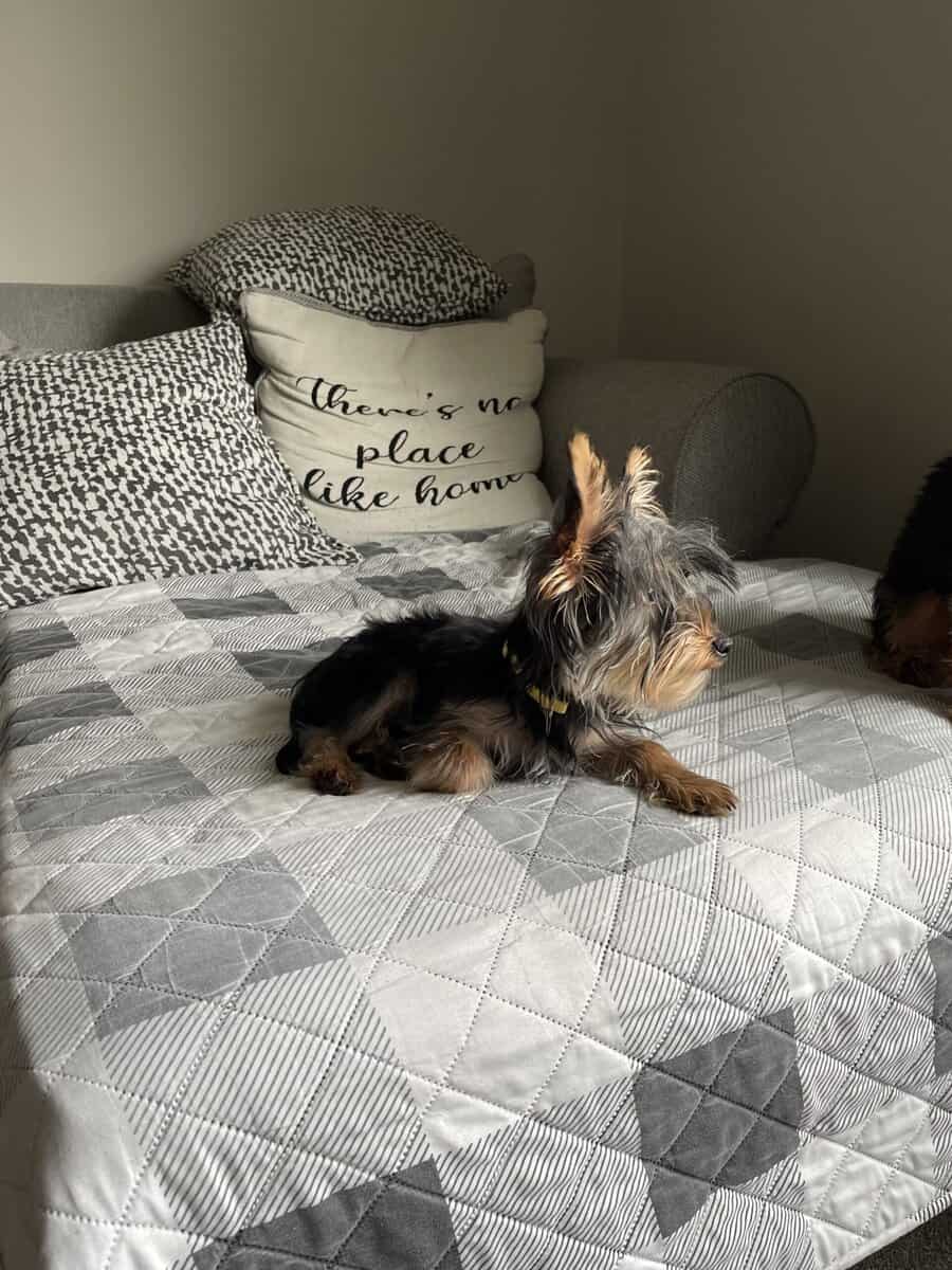 Yorkie puppy image 1
