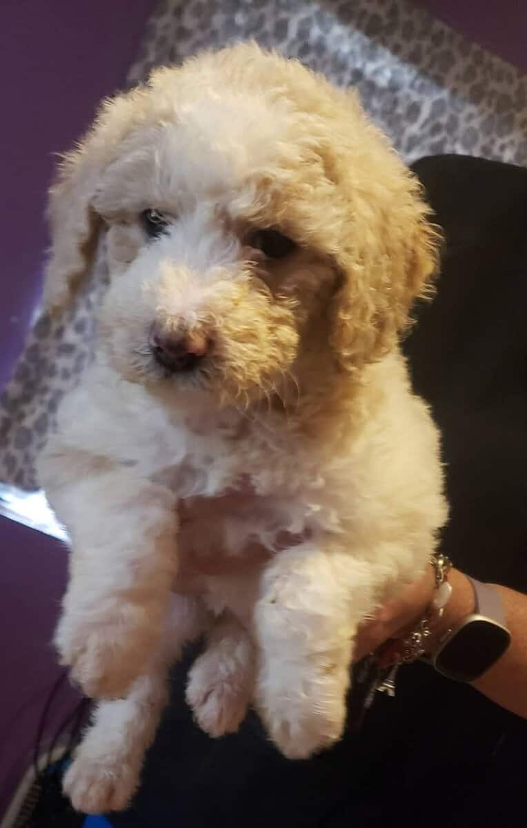 Beautiful AKC Standard Poodle Puppies image 2