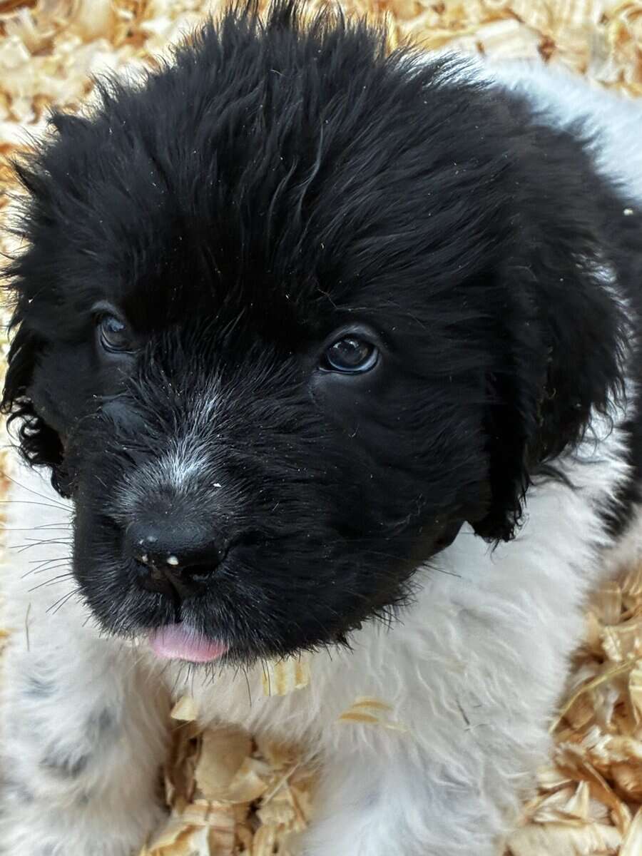 Newfoundland Lanseer Puppies image 11