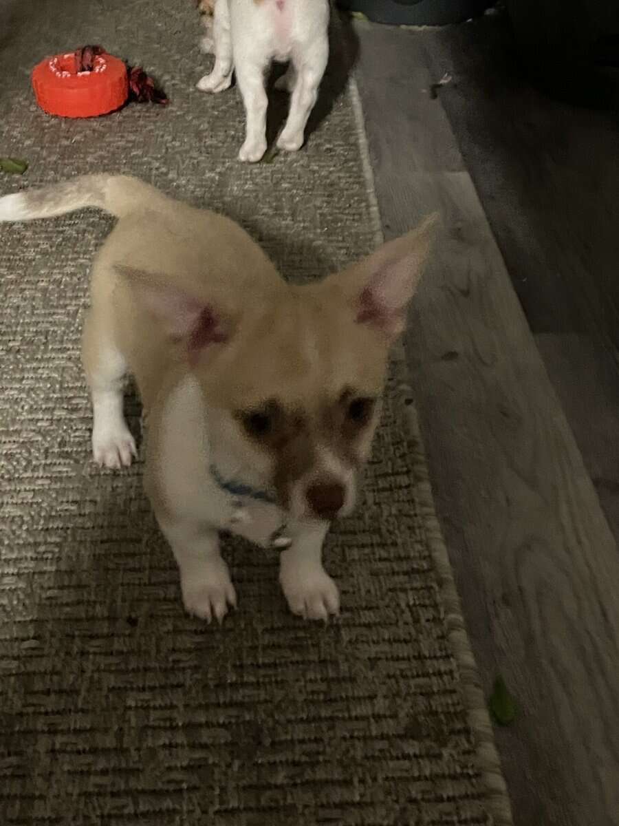 Chigori puppies image 3