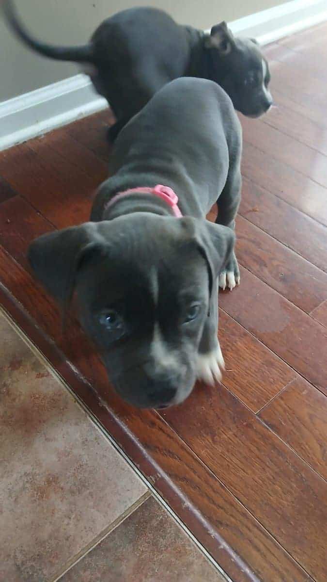 Pure Blue Pitbulls image 4