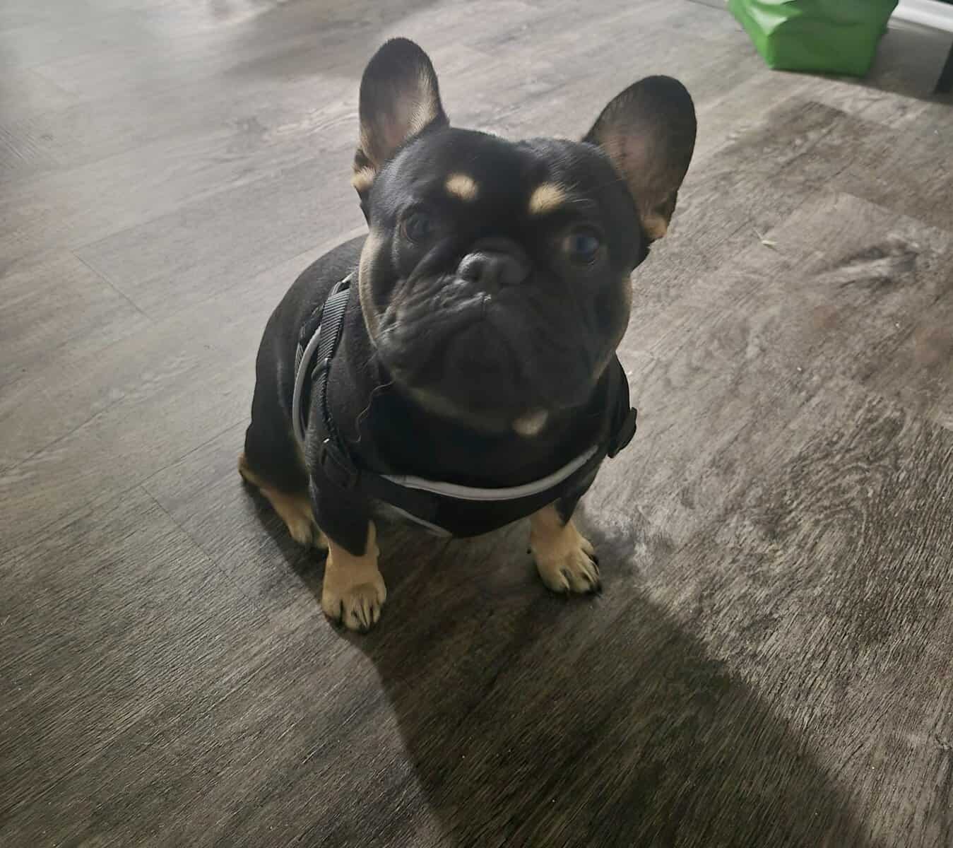 French Bulldog Male pup image 3