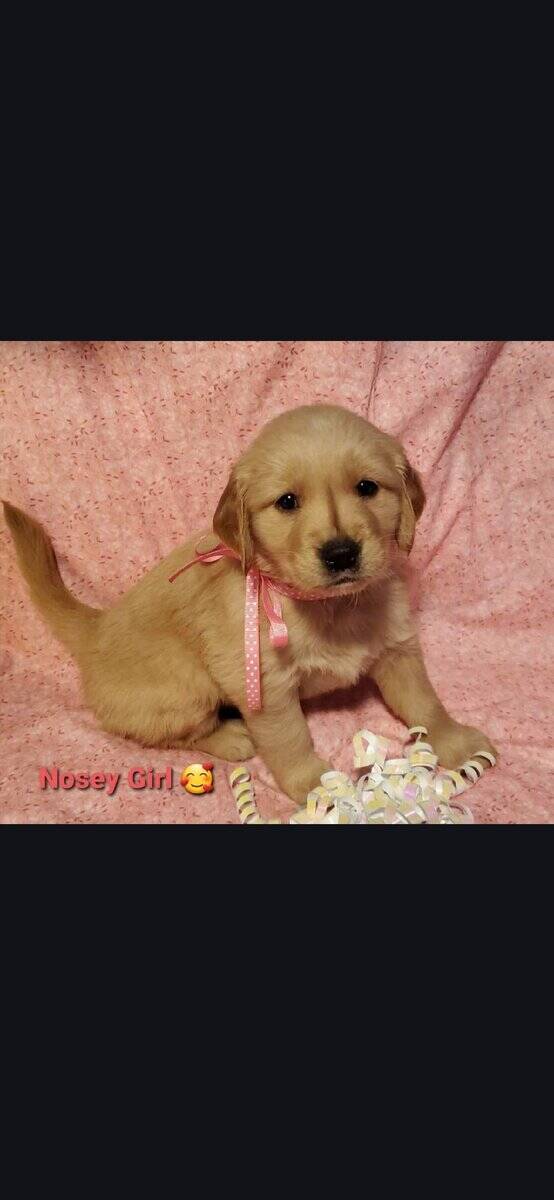 Akc golden retriever puppy image 1