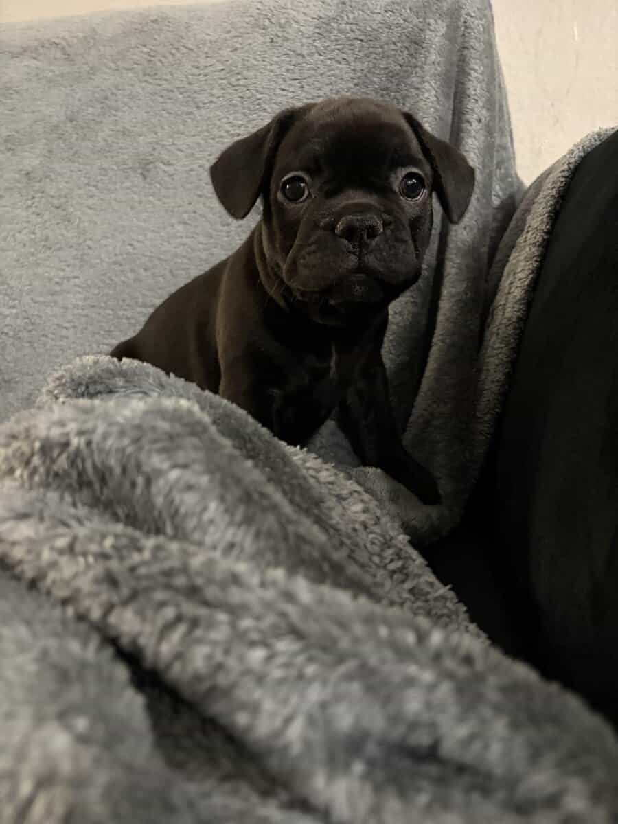 Rehoming my amazing French Bulldogs image 5