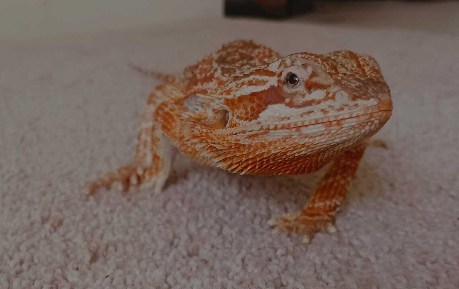 Red morph bearded dragon image 3