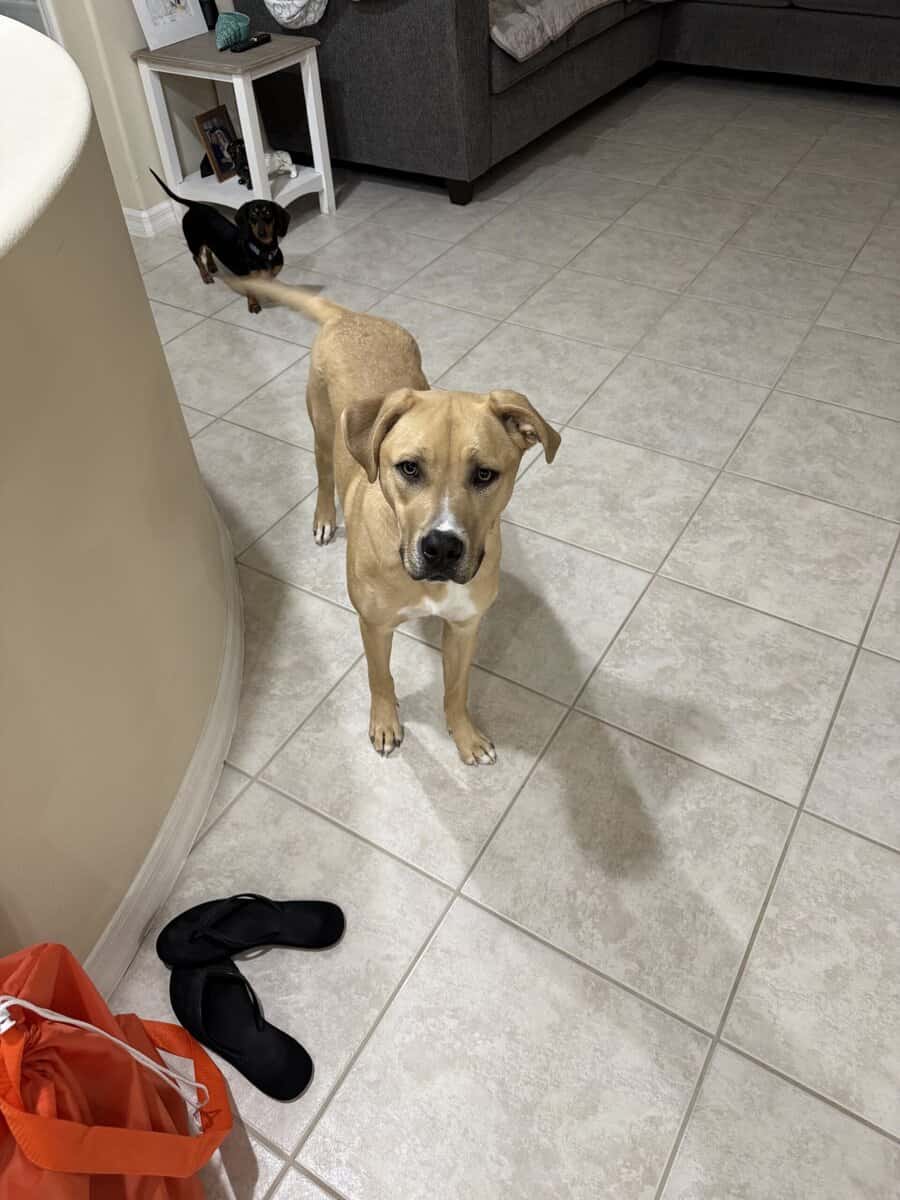 Rockledge dog image 5