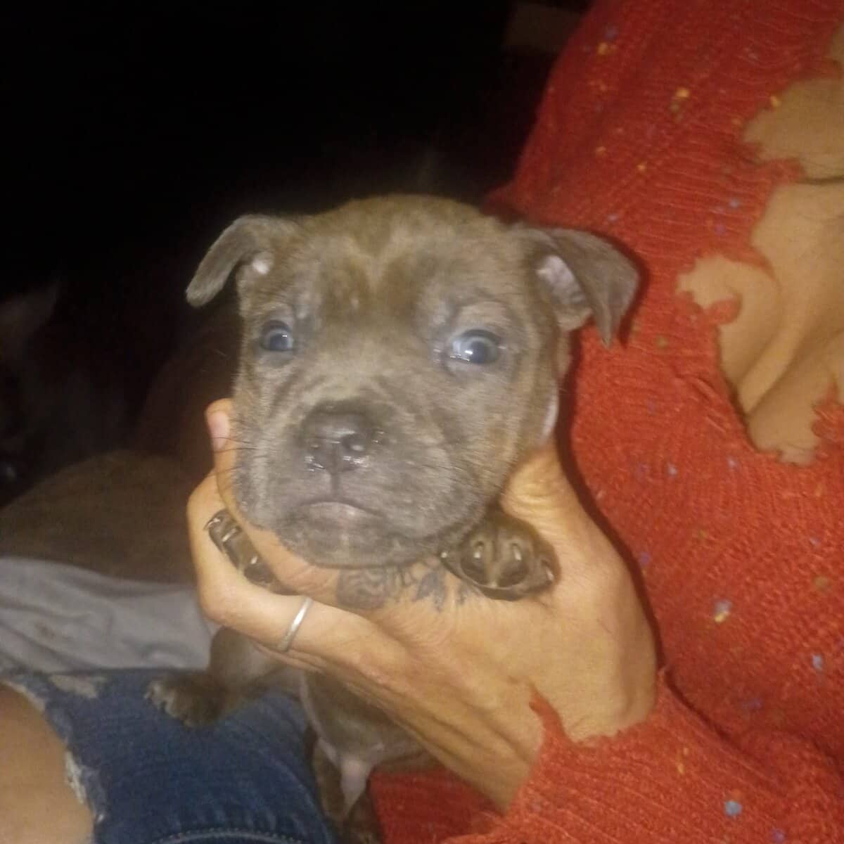 Pitbull puppies image 2
