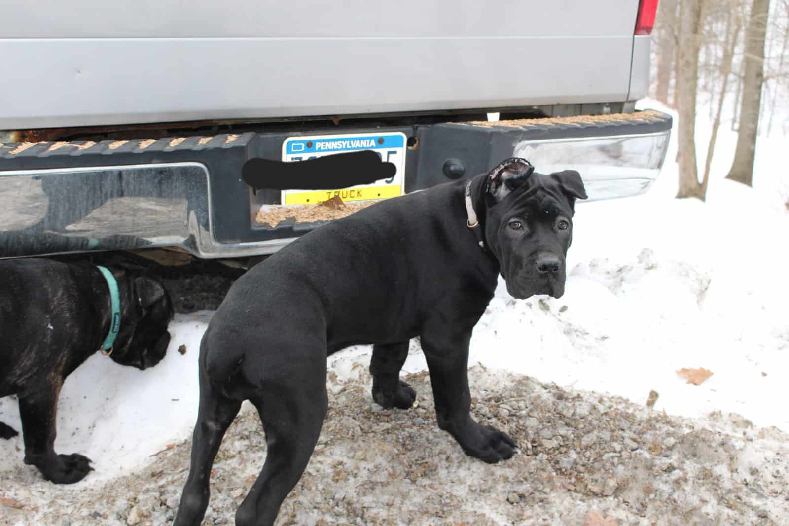 AKC Cane Corso puppies image 11