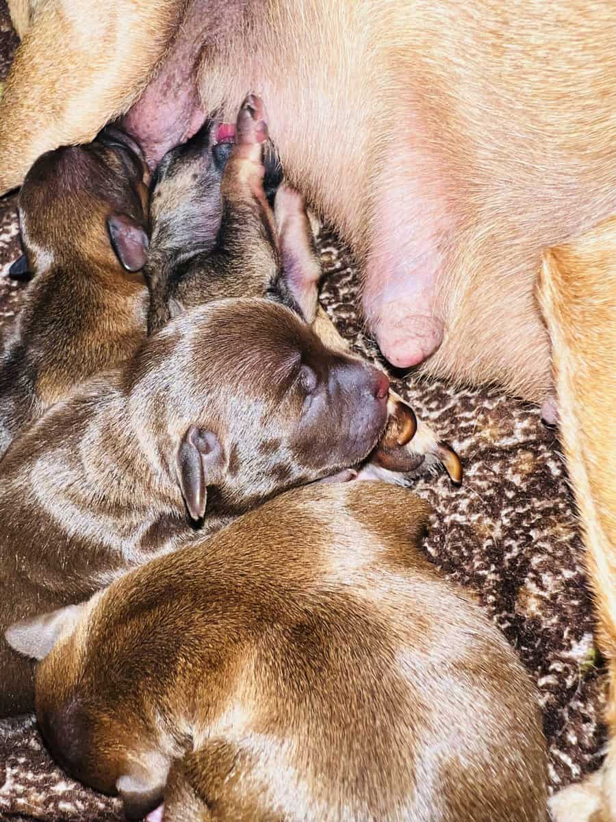 Chihuahuas image 11