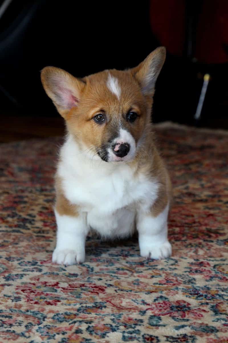 Johnny - Pembroke Welsh Corgi Puppy image 6