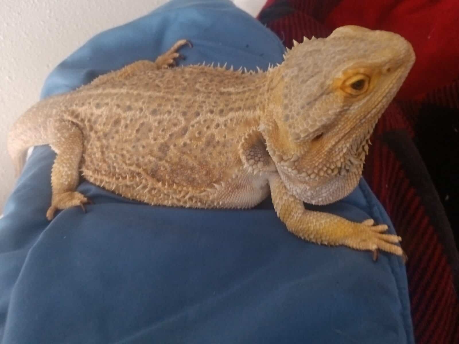 Prince image 1