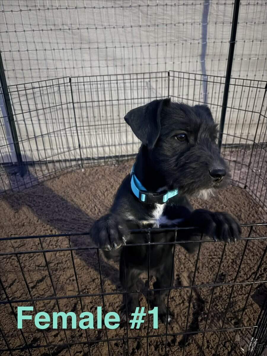 Schnauzer mix image 3