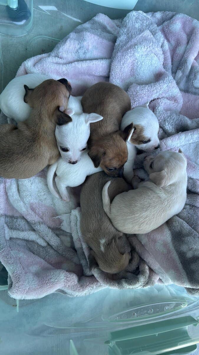 Beautiful Chihuahua puppies image 1