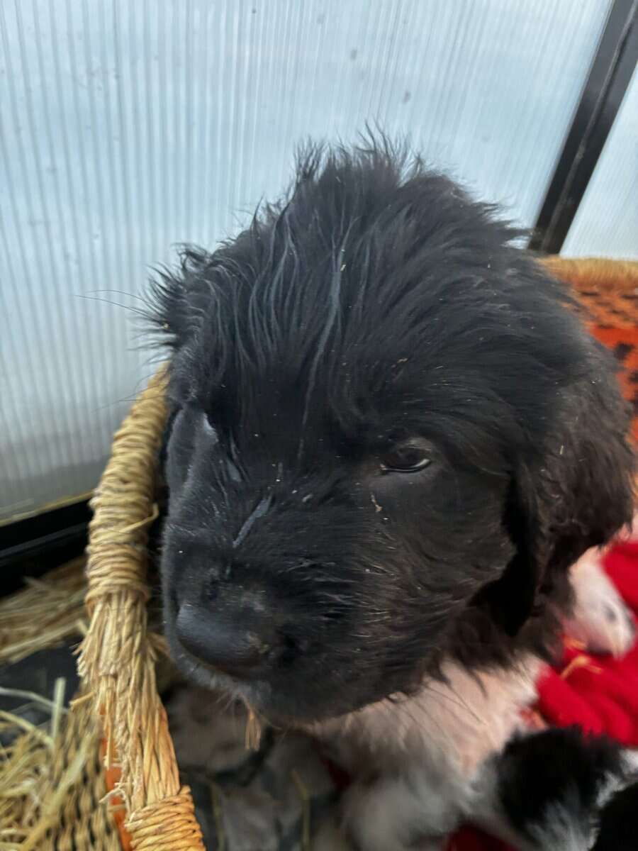 Newfoundland Lanseer Puppies image 5