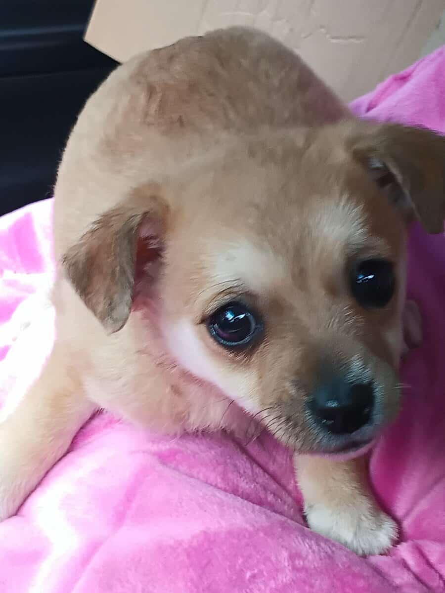 Pomchi puppies image 1