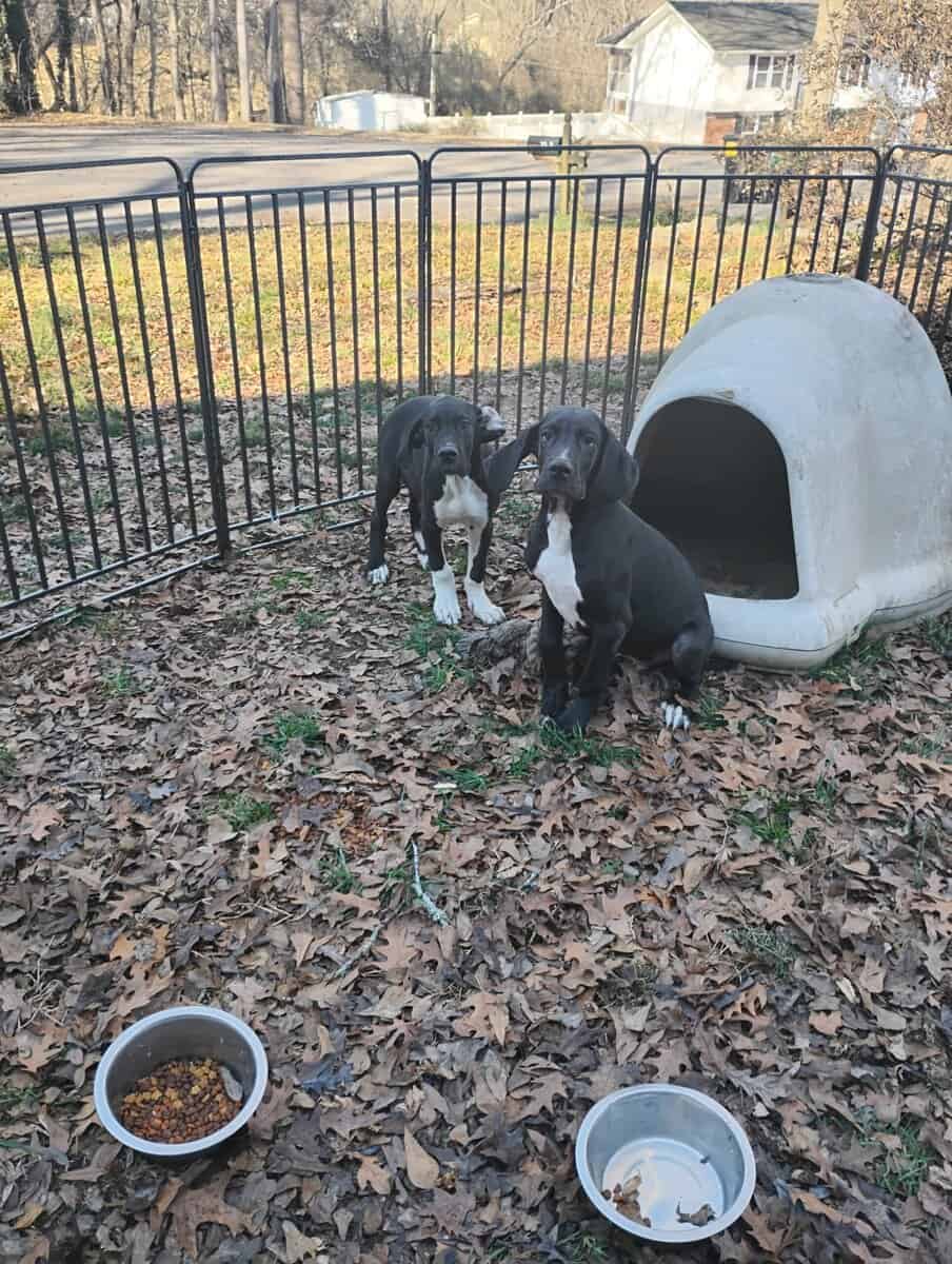 Great Dane Puppies image 2