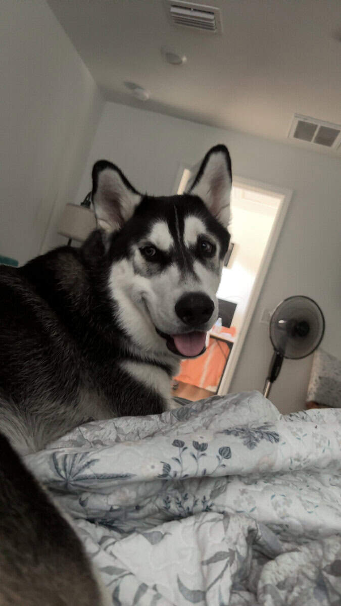 Siberian Husky for Rehome image 2