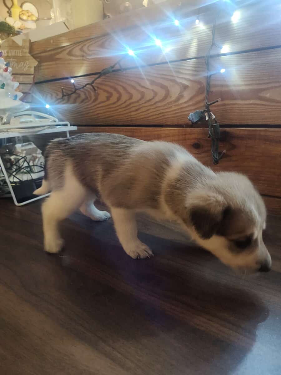Rare Pibald GSD image 4