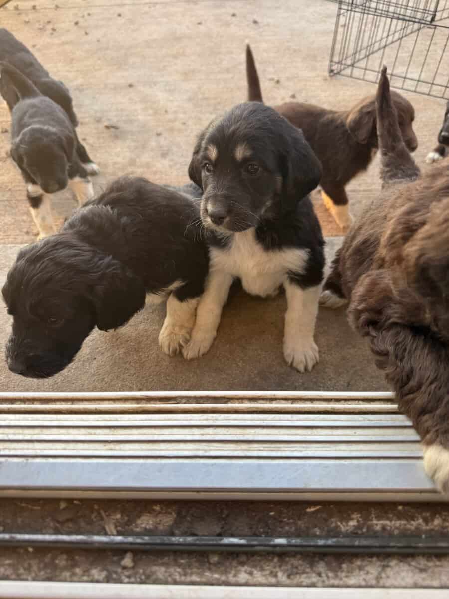 Puppies Needing Their Forever Homes! image 9