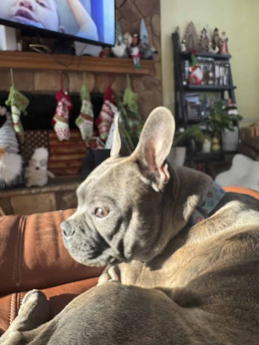 Frenchton for adoption image 4