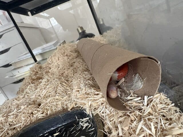 Albino nelsons milk snake rehome image 4