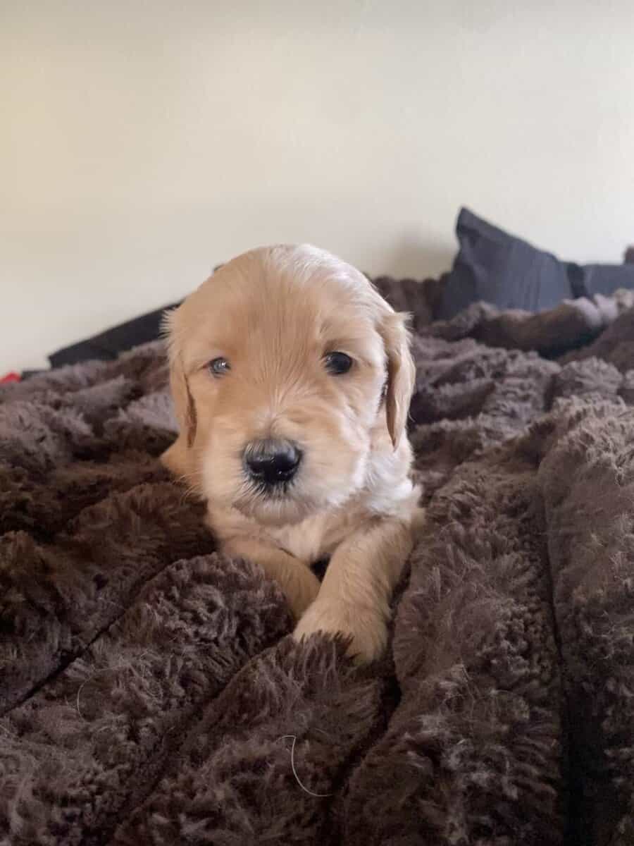Mini Goldendoodles F2B image 5