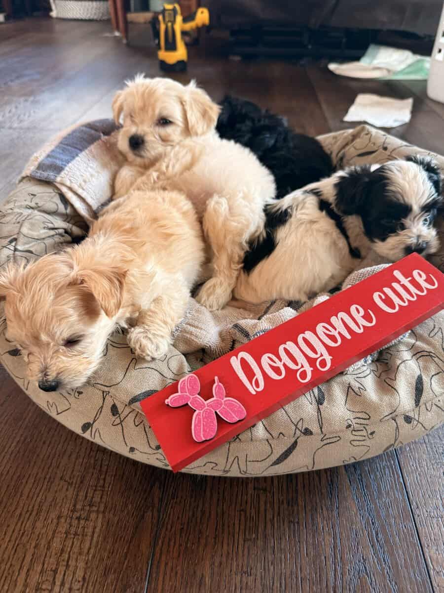 Puppies image 7