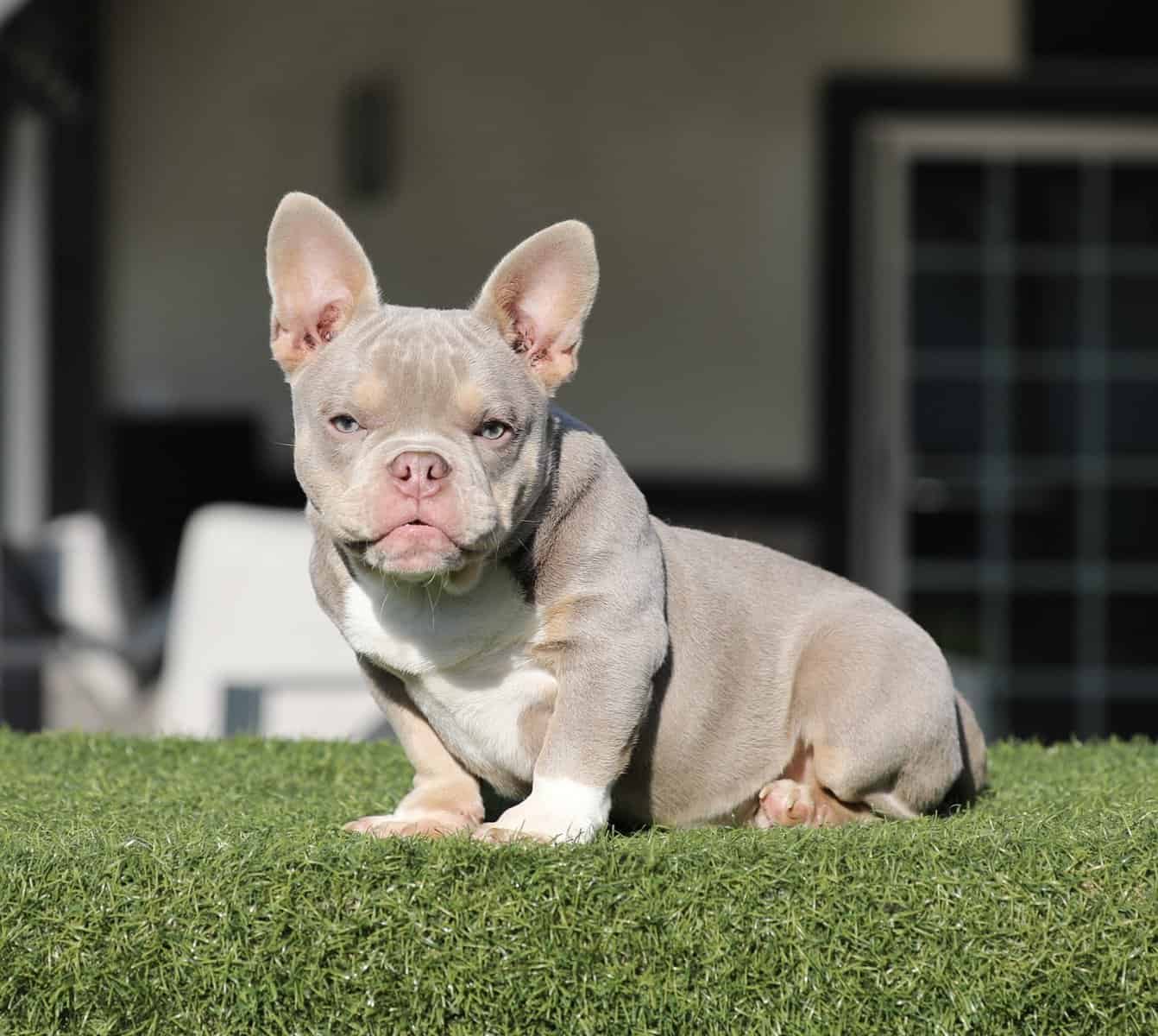 American Bully image 6