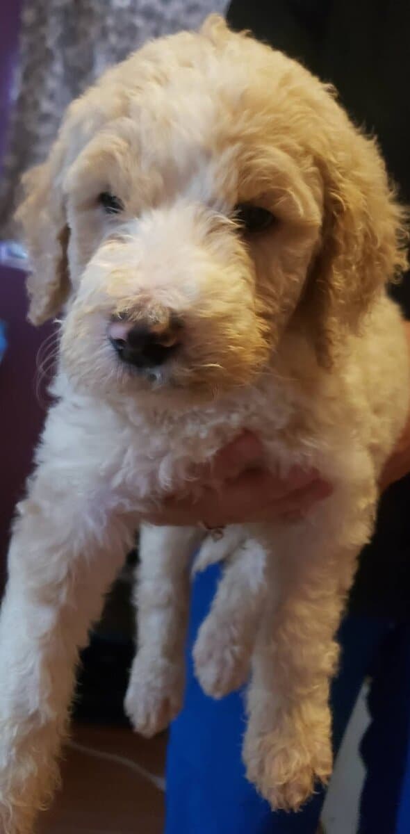 Beautiful AKC Standard Poodle Puppies image 6